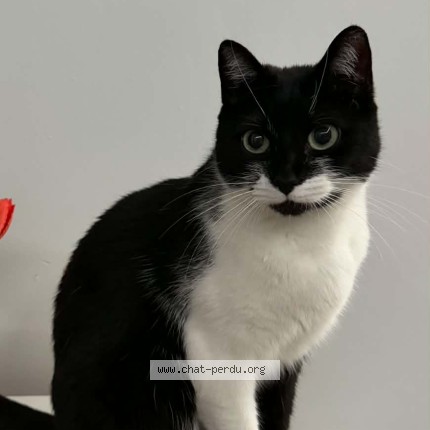 Foto 1/1 Kat teruggevonden Vermist in Jodoigne