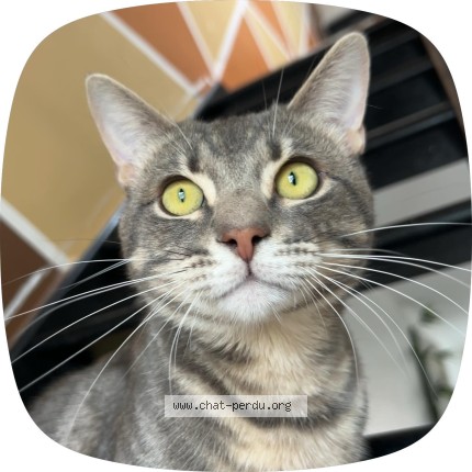 Foto 1/1 Saphyr Kat vermist in Courcelles