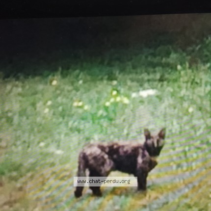 Photo of a cat reunited in Bouliac