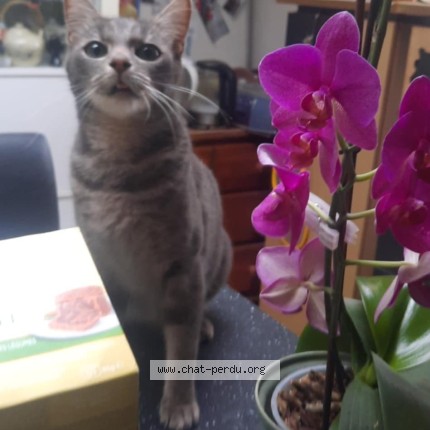 Foto 1/1 Kat teruggevonden Vermist in Petit Enghien