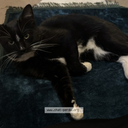 Foto 1/1 NARUTO Kat vermist in Molenbeek Saint Jean