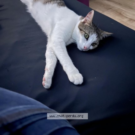 Foto 1/1 Leia Kat vermist in Farciennes