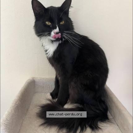 Photo of a cat found in Cannes