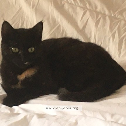 Photo of a cat found in Angers