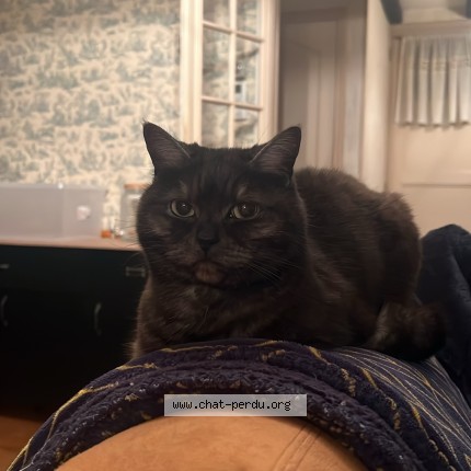 Photo of a cat found in Ecquevilly
