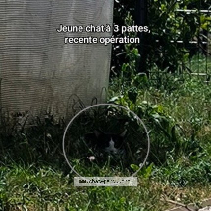 Picture of cat found at Virignin