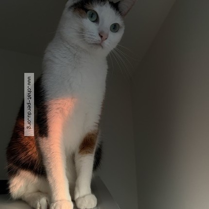 Foto 1/1 Kat teruggevonden Vermist in Ixelles