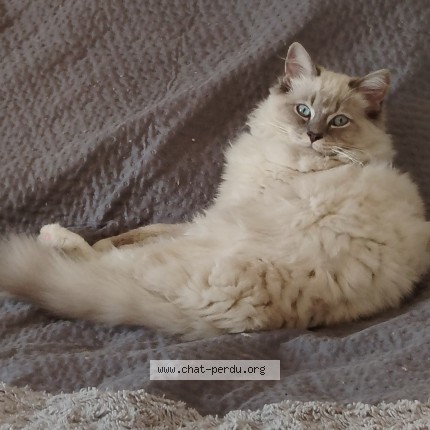 Photo of a cat found in Callian