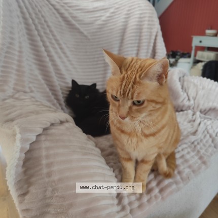 Photo of a cat found in Quimper