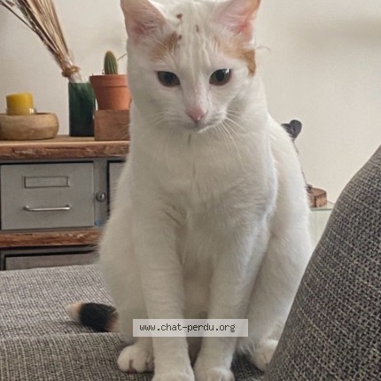 Photo of a cat found in Paris