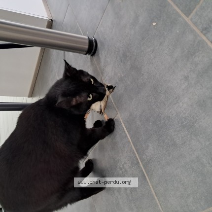 Photo of a cat found in Saint Lys