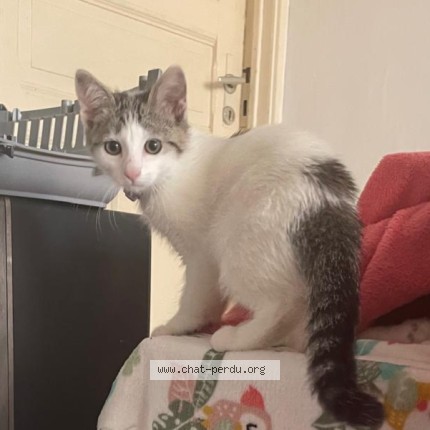 Foto 1/1 Kat teruggevonden Vermist in Pin Izel