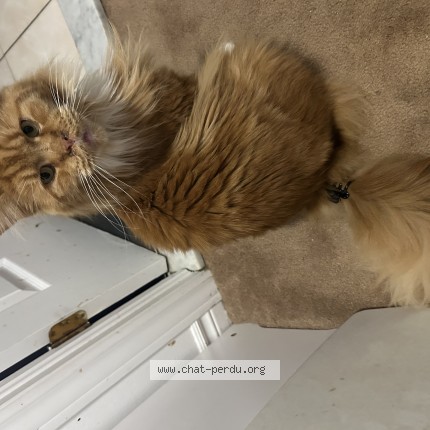 Photo 1/1 Gaia Cat lost in Saint Hubert