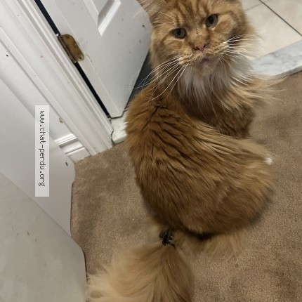 Photo 1/1 Gaia Cat lost in Saint Hubert