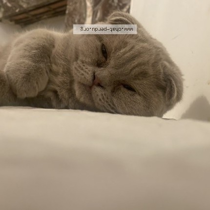 Foto 1/1 willow Kat vermist in Bruxelles