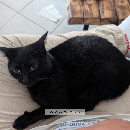 Photo of a cat found in Vieux Charmont