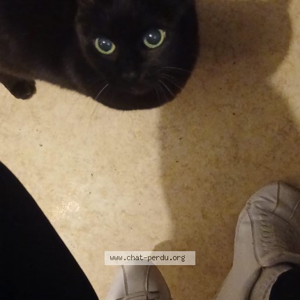 Photo of a cat found in Brest