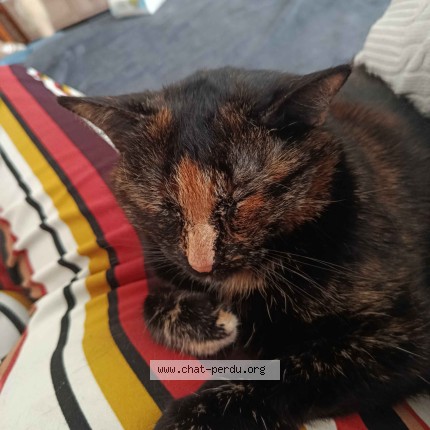 Photo of a cat found in Boulogne Sur Mer