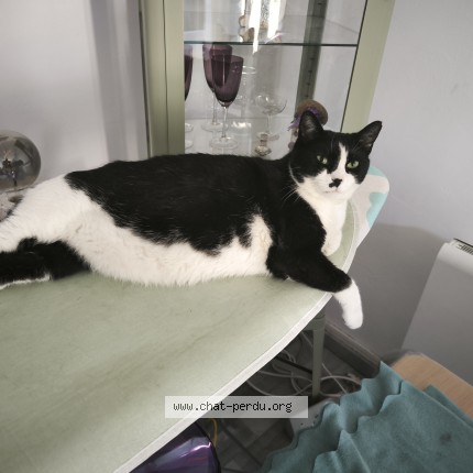 Photo of a cat found in Saint Saturnin Les Apt