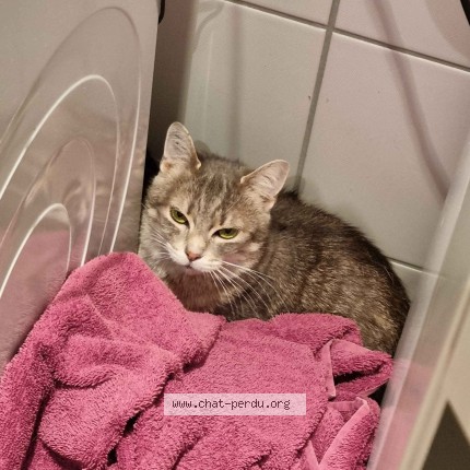 Photo of a cat found in Haguenau