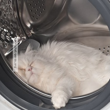 Foto 1/1 Lilo Kat vermist in Bruxelles