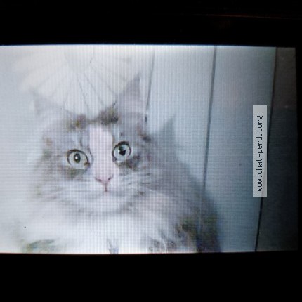 Photo of a cat found in Colombier Fontaine