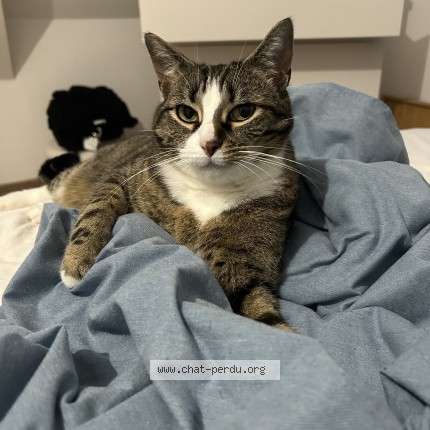 Photo of a cat found in Rosay