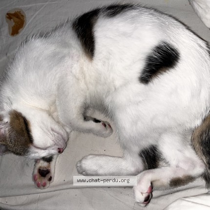 Photo of a cat found in Champigny Sur Marne