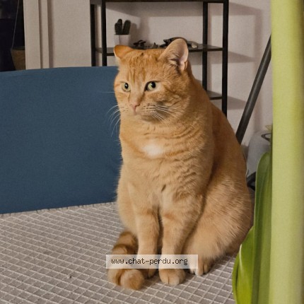 Foto 1/1 Spiroux Katze verloren in Grolley