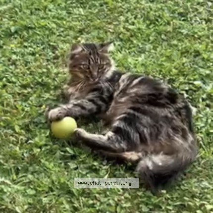 Foto 1/1 Titi Katze verloren in Le Mont Sur Lausanne