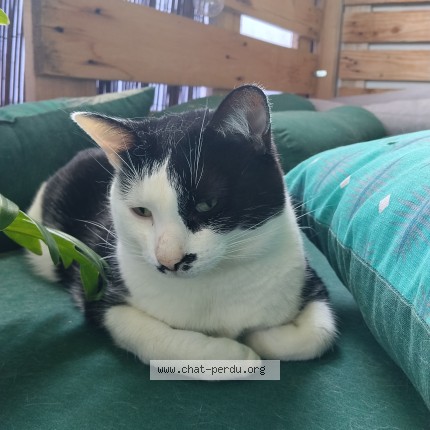 Photo of a cat found in Nimes