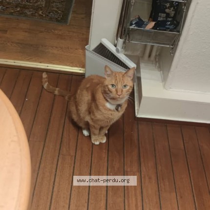Photo of a cat found in Lampertheim