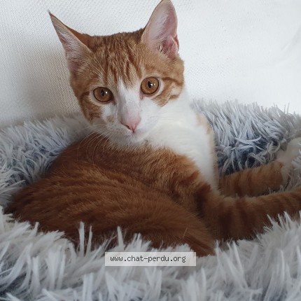 Foto 1/1 Wiedergefundene Katze Verloren in Preverenges