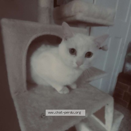 Foto 1/1 flocon Kat vermist in Roux