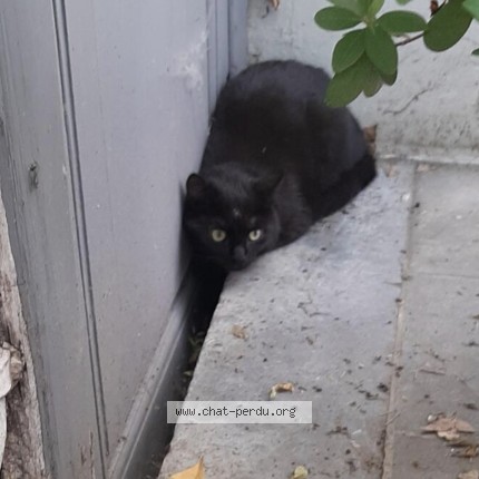 Foto 1/4 Mitsuki Kat vermist in Mons