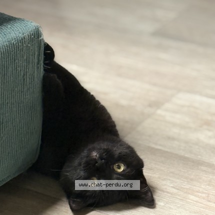 Foto 2/4 Mitsuki Kat vermist in Mons