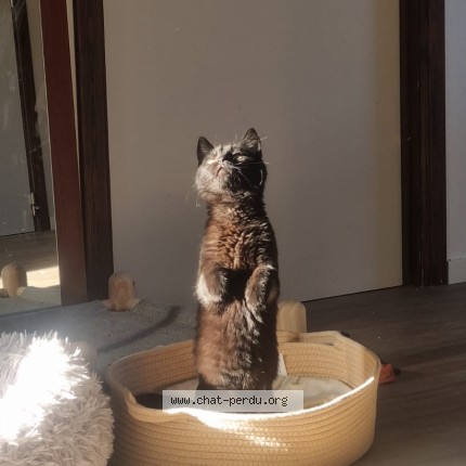 Foto 4/4 Mitsuki Kat vermist in Mons