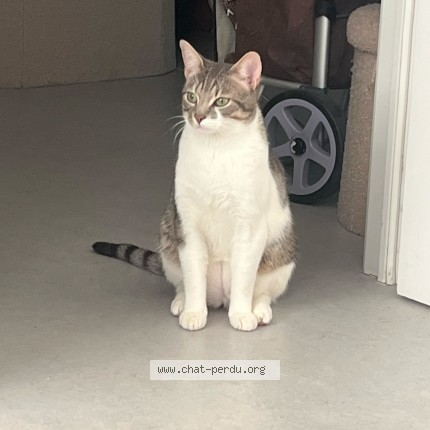 Foto 1/1 Moon Kat vermist in Etterbeek