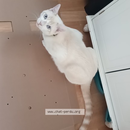 Photo of a cat found in Ramonville Saint Agne