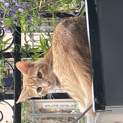 Photo of a cat found in Colombes