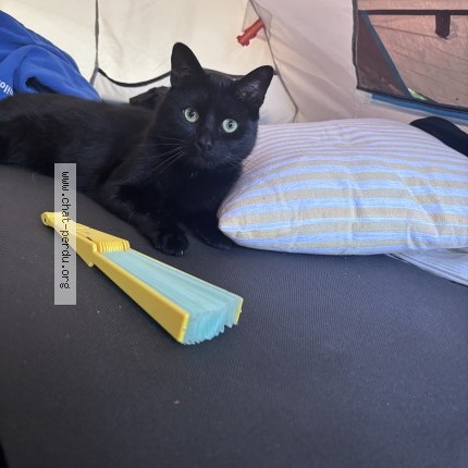 Foto 1/1 Grogu Kat vermist in Liege