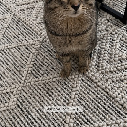 Photo 1/1 Lara Cat lost in Montreal