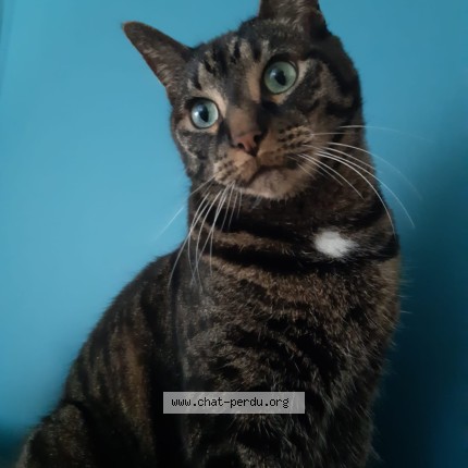Foto einer wiedergefundenen Katze in Rennes