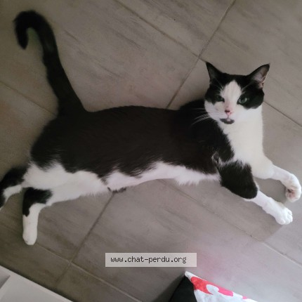 Photo of a cat found in Chatenay Malabry