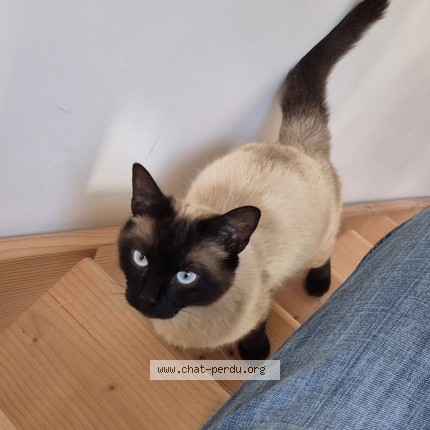Photo of a cat found in Lavaur