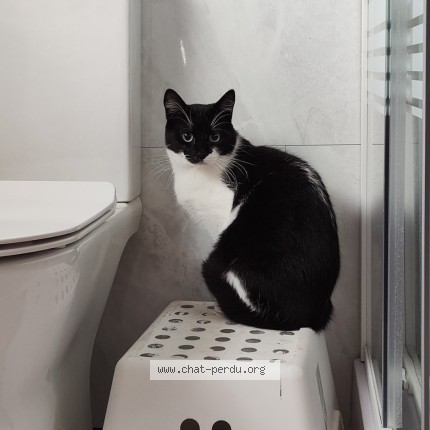 Foto 1/2 Neko Kat vermist in Noiseux