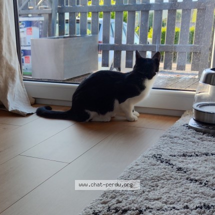 Foto 2/2 Neko Kat vermist in Noiseux