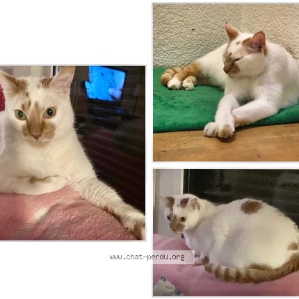 Foto einer verlorenen Katze in Monthey