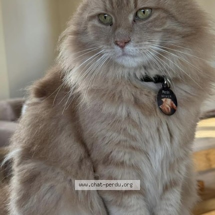 Foto 1/1 Merlin Kat vermist in Pont A Celles