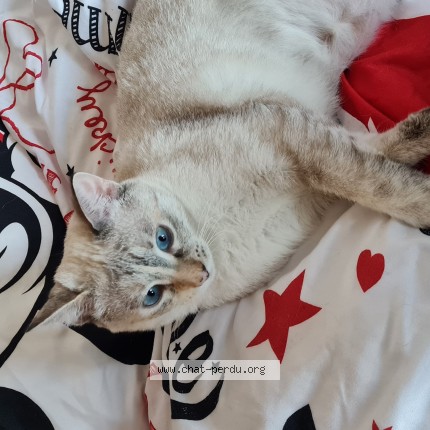 Photo of a cat found in Nice